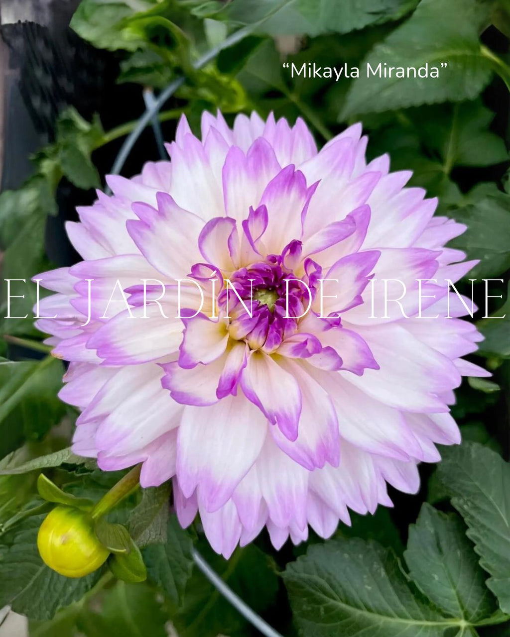 Bulbos de Dalias PREVENTA