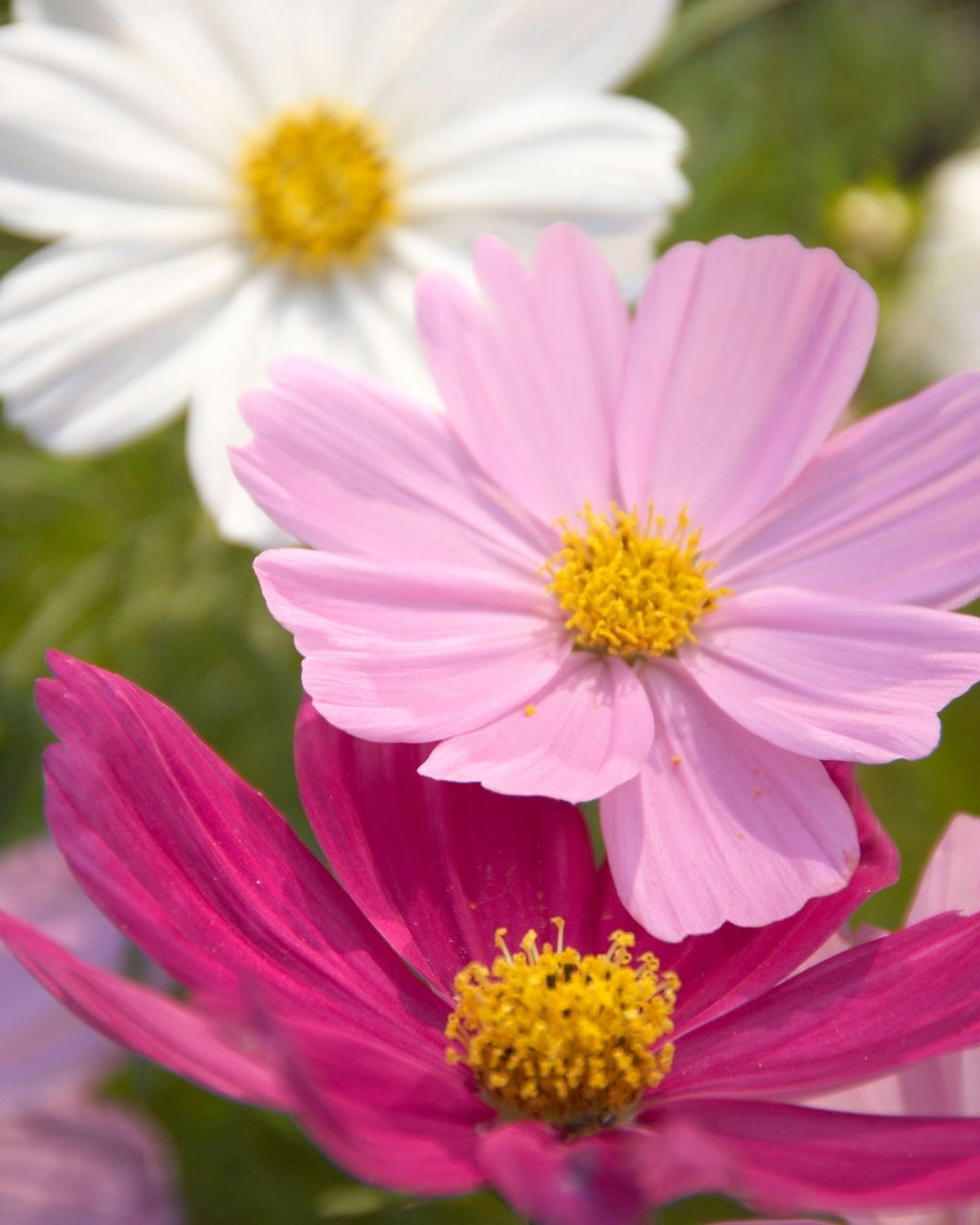 Semillas de Cosmos 'Sensation Mammouth' Rocalba