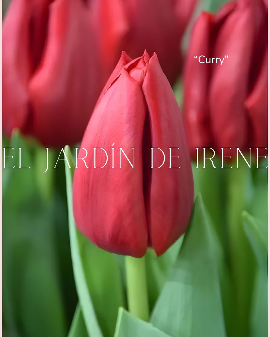 Bulbos de Tulipán PREVENTA