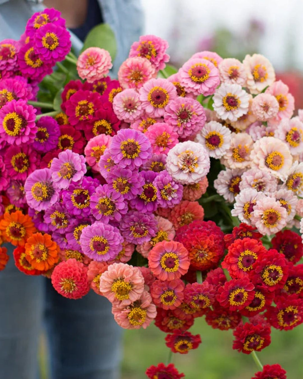 Semillas de Zinnia 'Liliput Doble' Rocalba