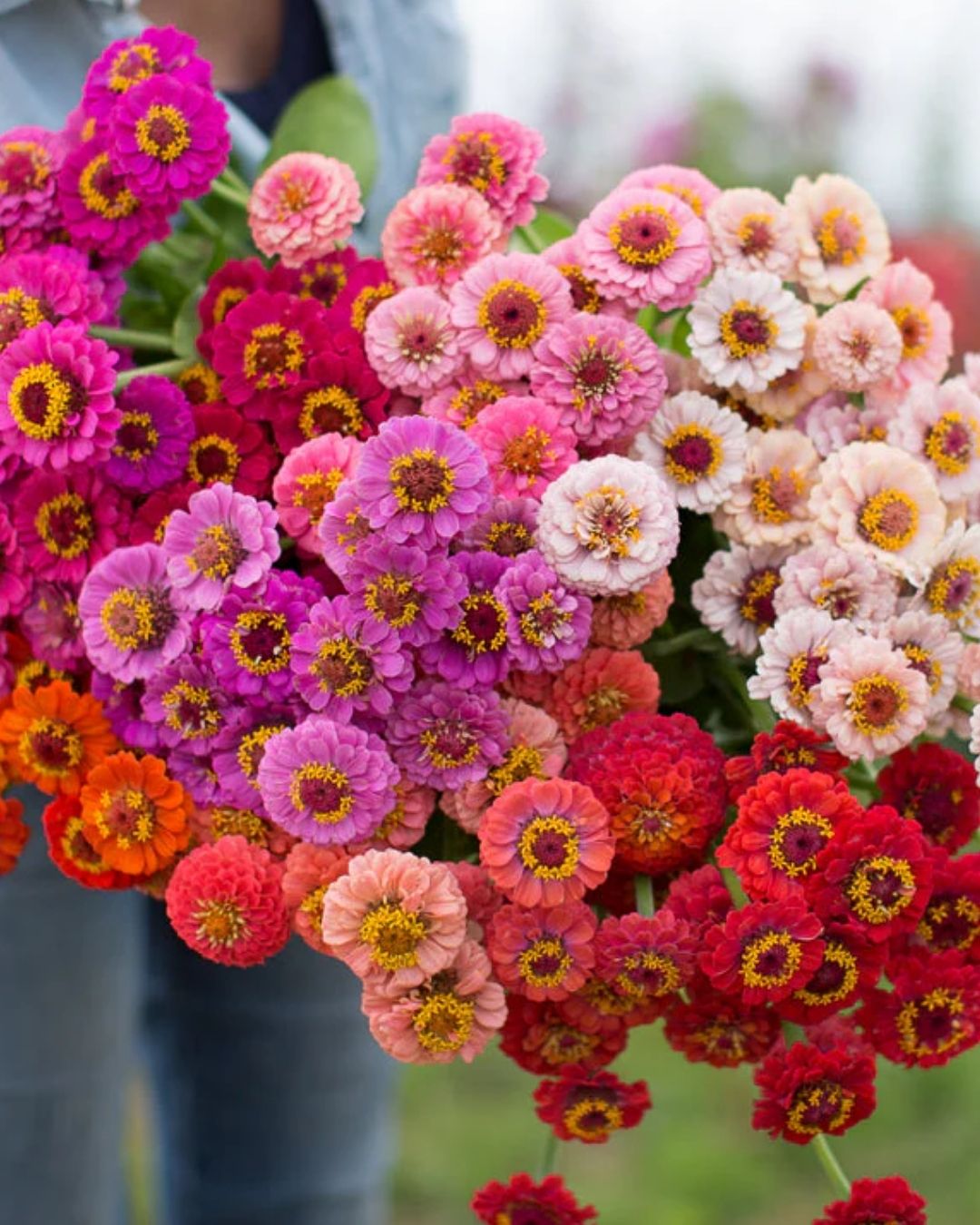 Semillas de Zinnia 'Liliput Doble' Rocalba