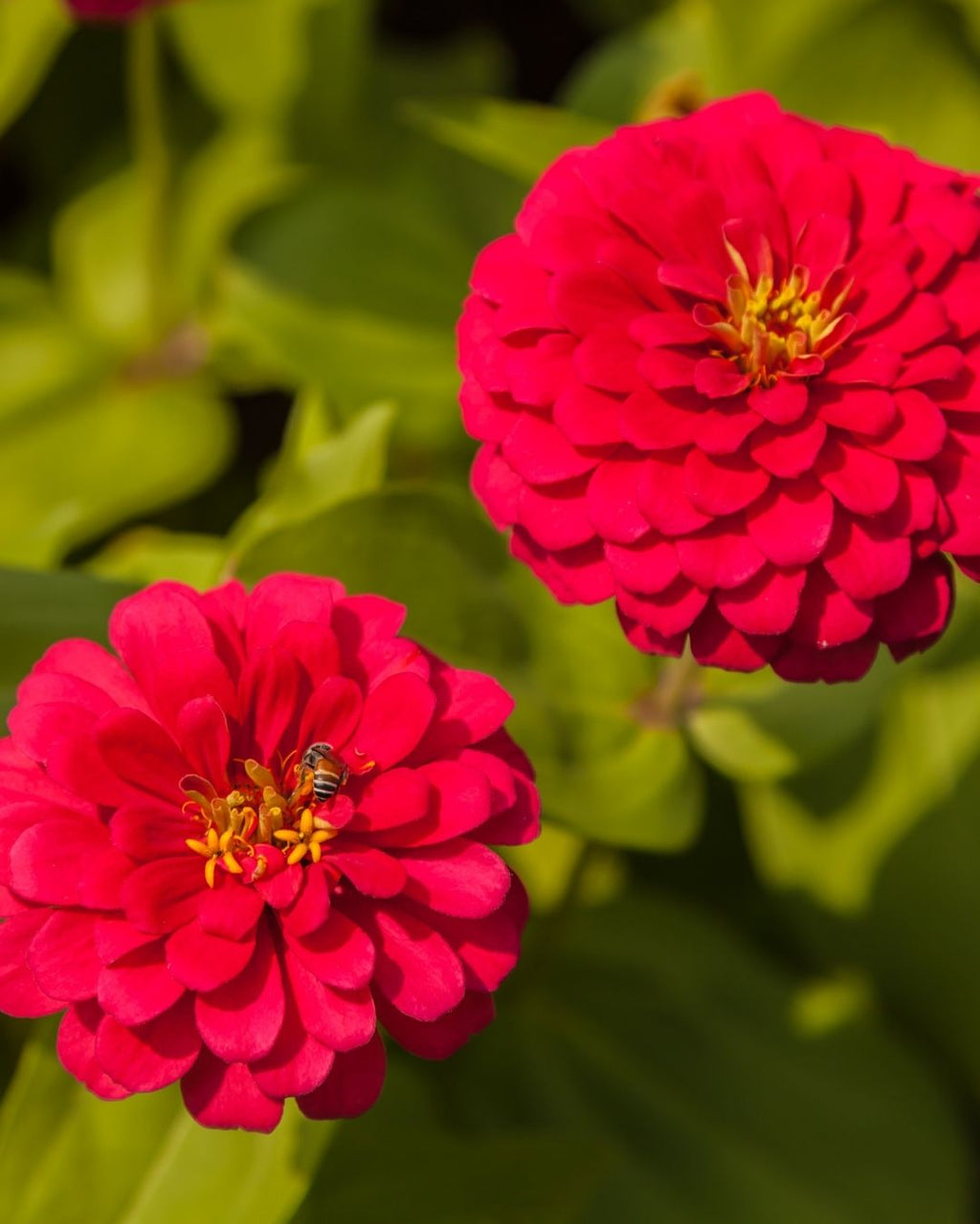 Semillas de Zinnia 'Liliput Doble' Rocalba