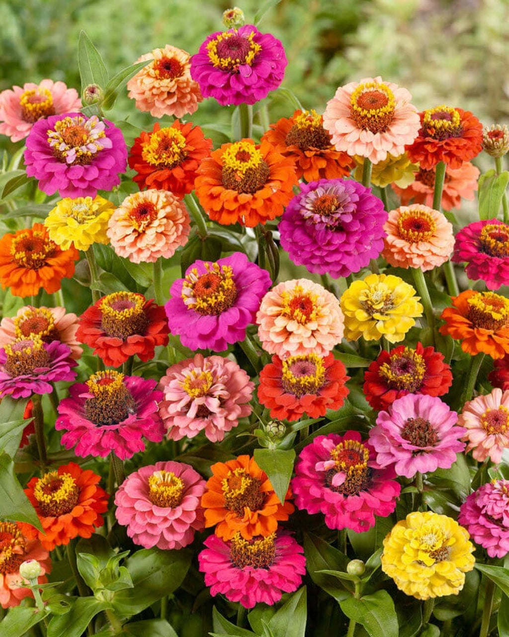 Semillas de Zinnia 'Liliput Doble' Rocalba