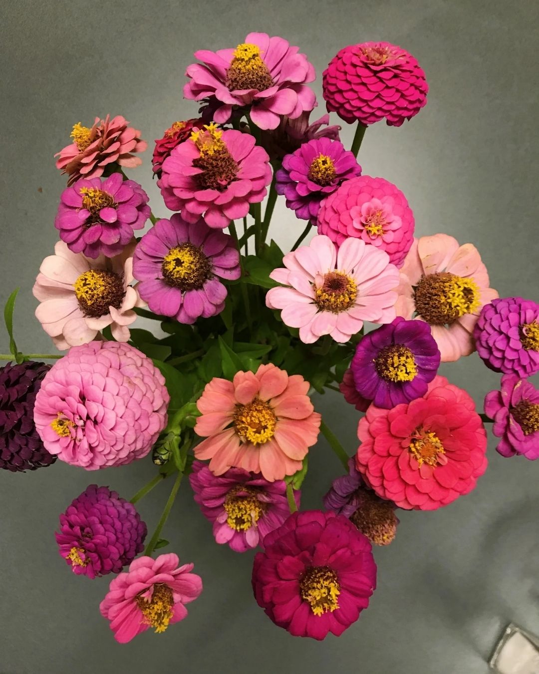 Semillas de Zinnia 'Liliput Doble' Rocalba