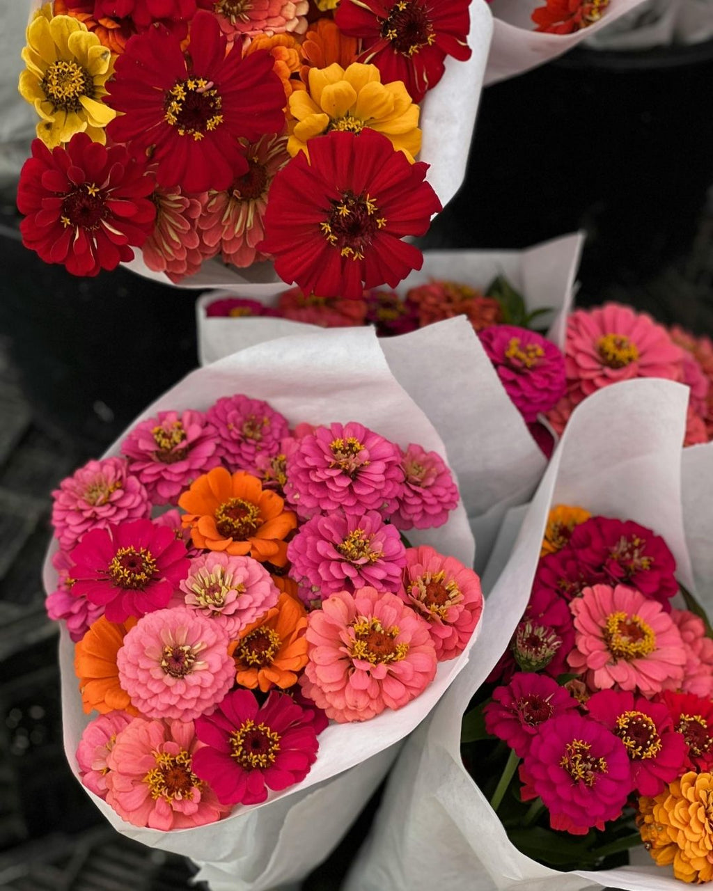 Semillas de Zinnia 'Liliput Doble' Rocalba