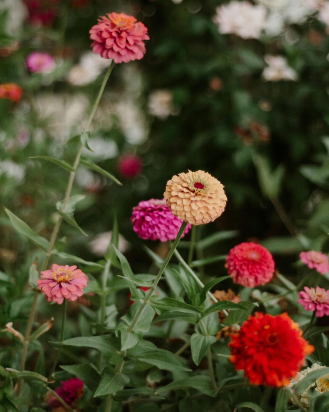 Semillas de Zinnia 'Liliput Doble' Rocalba