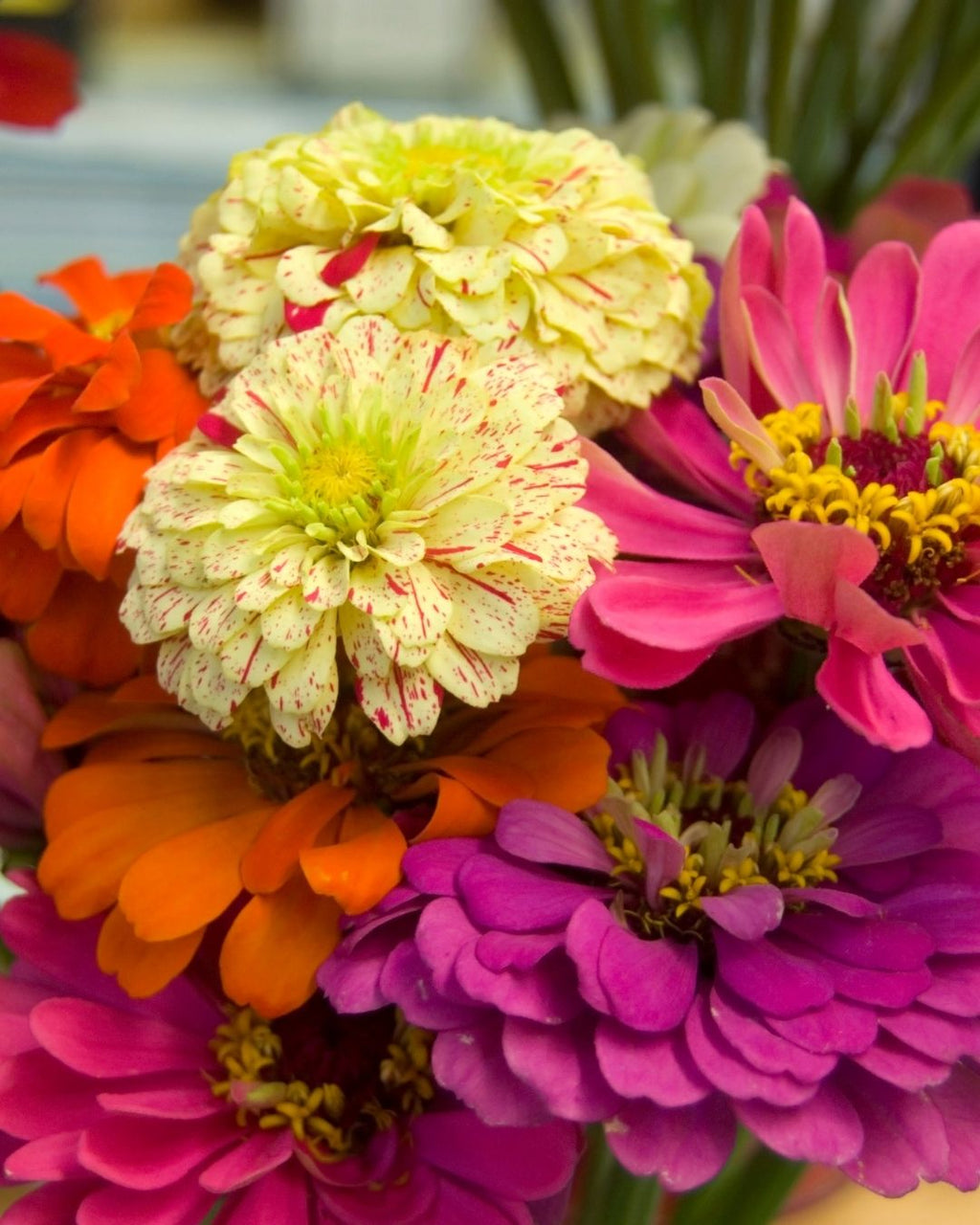 Semillas de Zinnia 'Liliput Doble' Rocalba