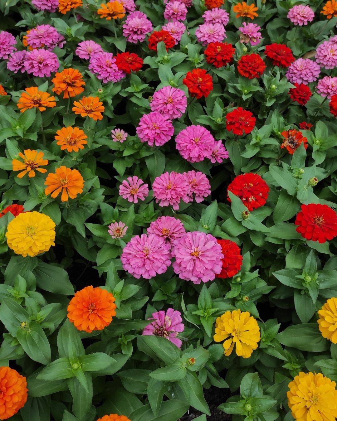 Semillas de Zinnia 'Liliput Doble' Rocalba