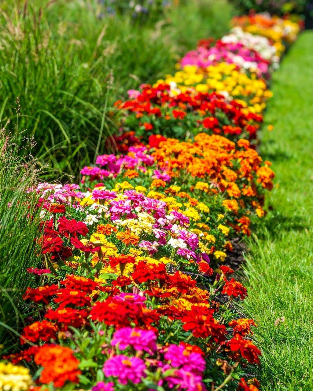 Semillas de Zinnia 'Liliput Doble' Rocalba