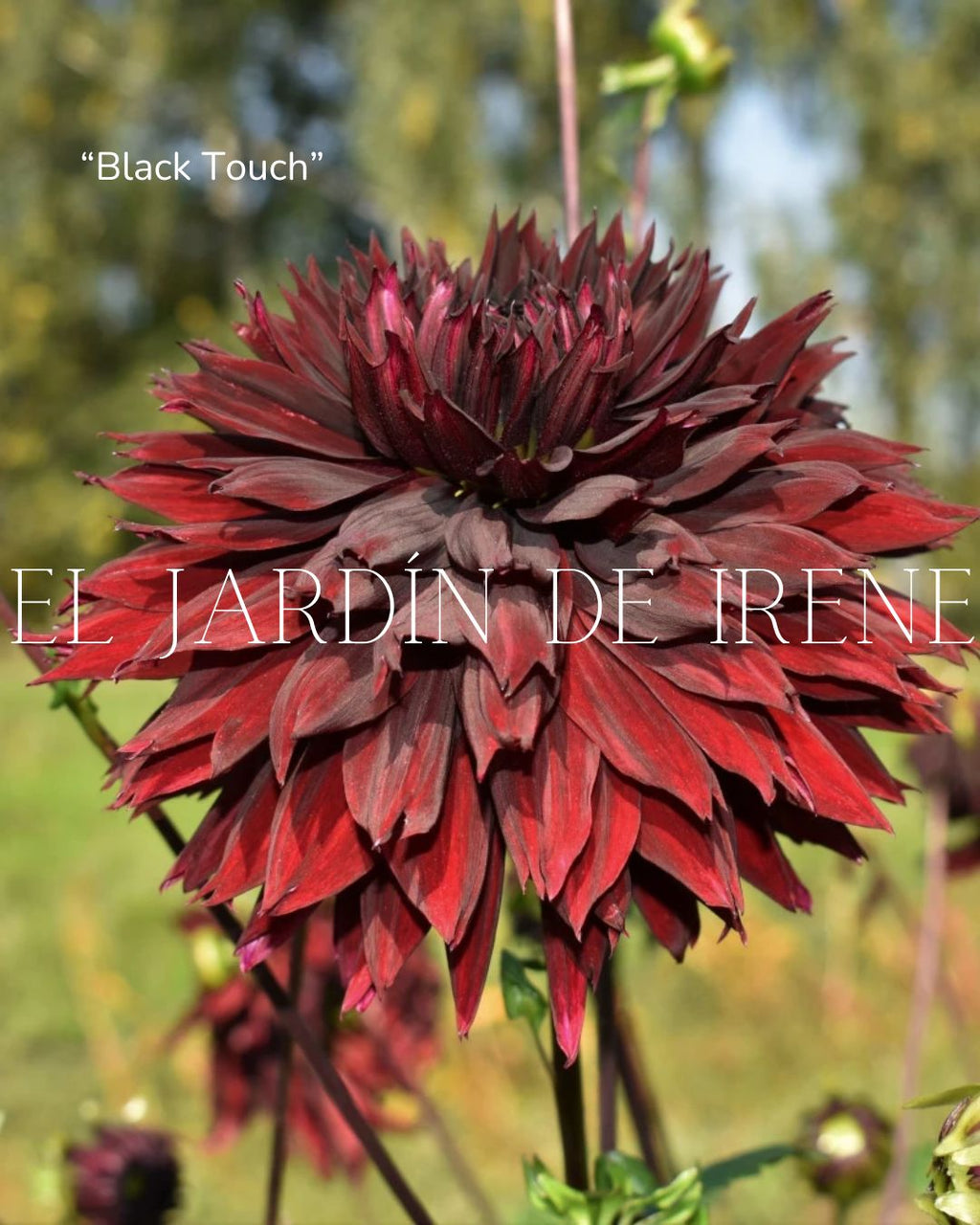 Bulbos de Dalias PREVENTA