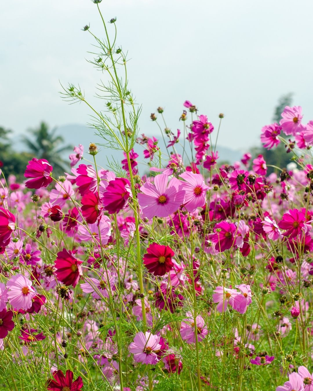 Semillas de Cosmos 'Sensation Mammouth' Rocalba