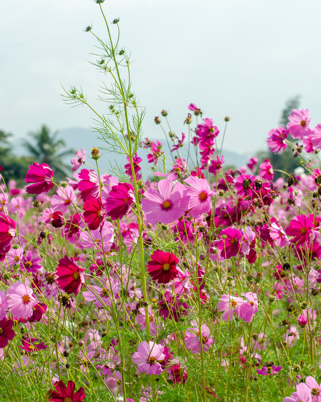 Semillas de Cosmos 'Sensation Rosa' Rocalba