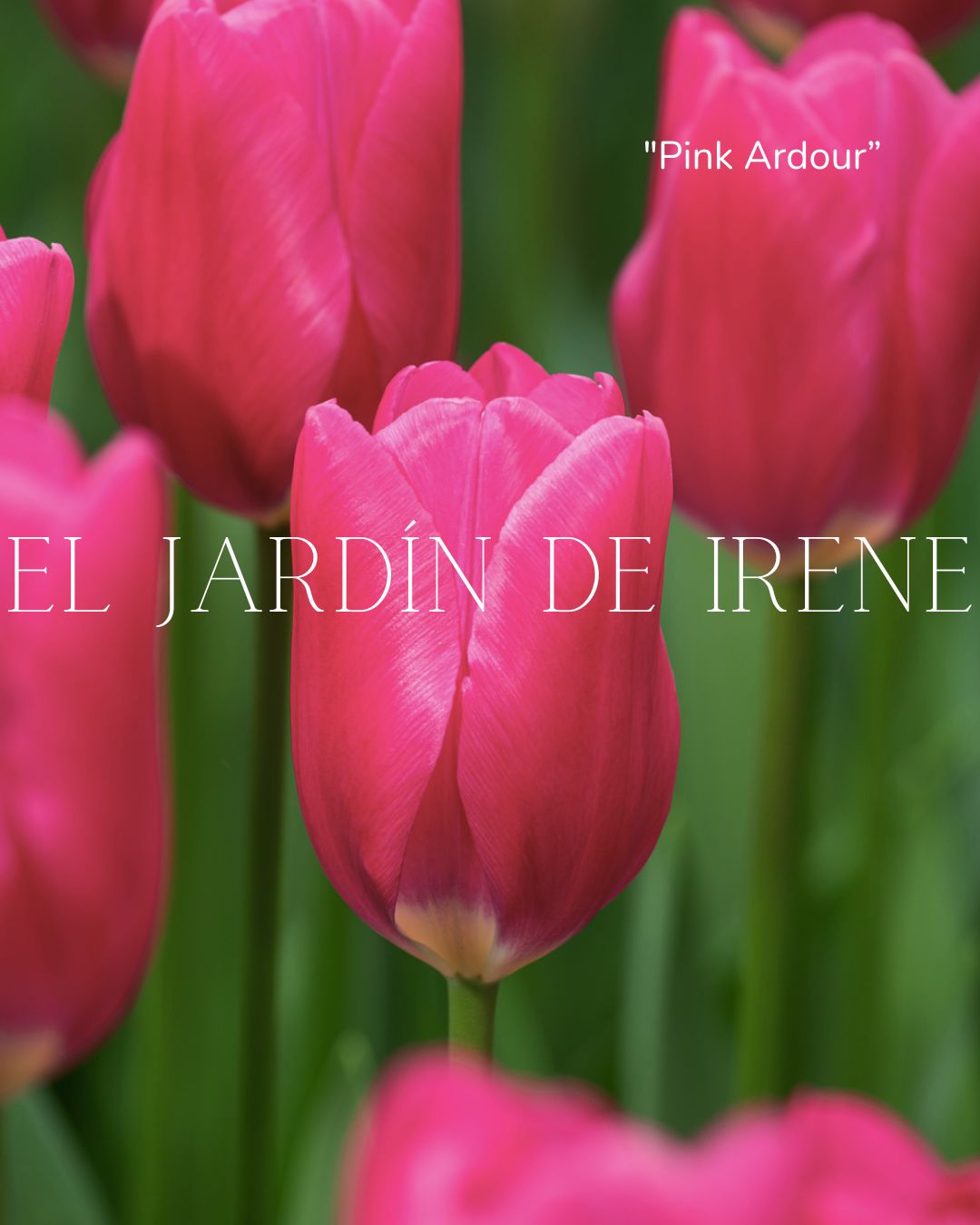 Bulbos de Tulipán PREVENTA