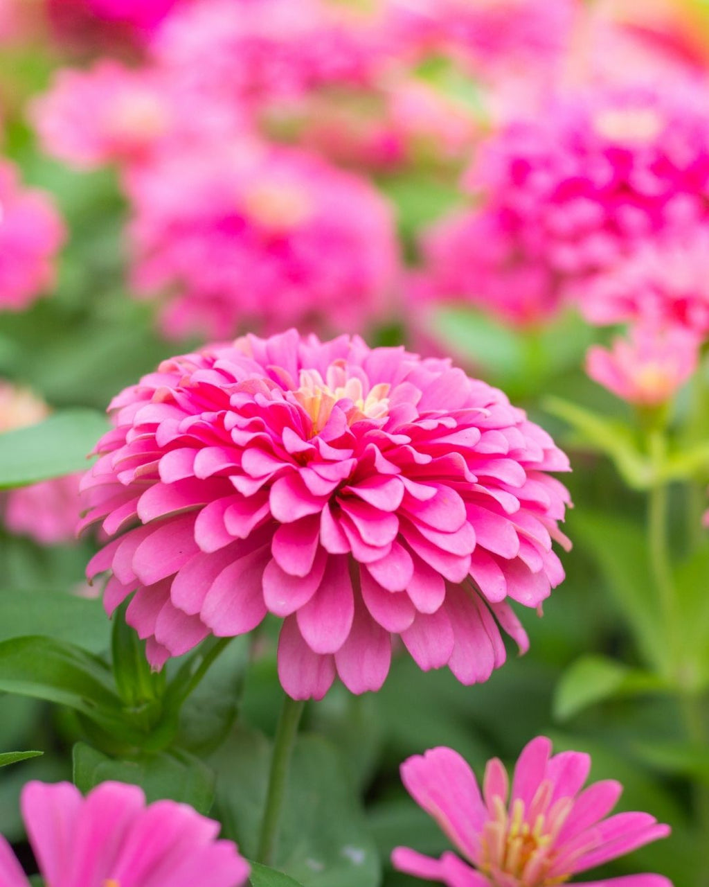 Semillas de Zinnia 'Liliput Doble' Rocalba