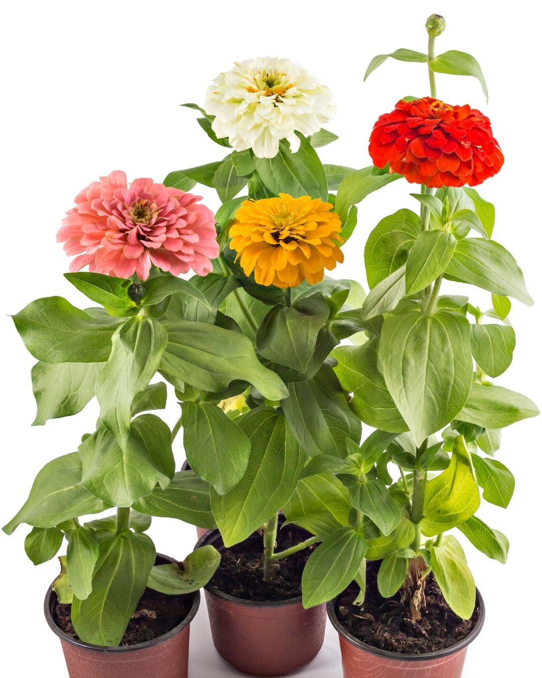 Semillas de Zinnia 'Liliput Doble' Rocalba