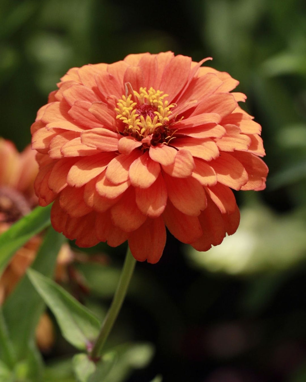 Semillas de Zinnia 'Liliput Doble' Rocalba