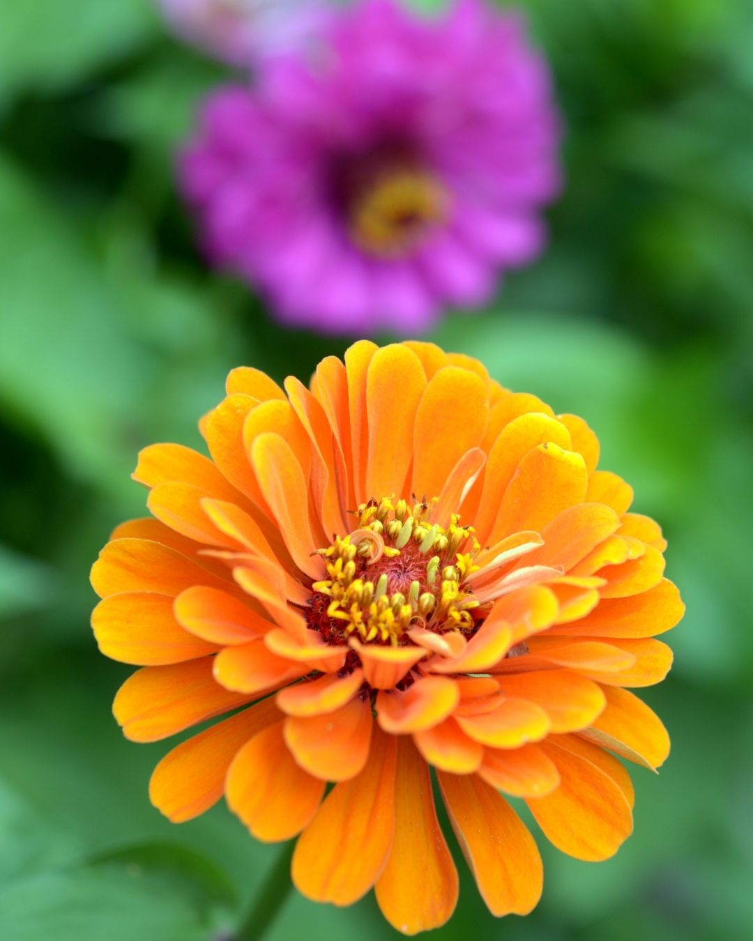 Semillas de Zinnia 'Liliput Doble' Rocalba