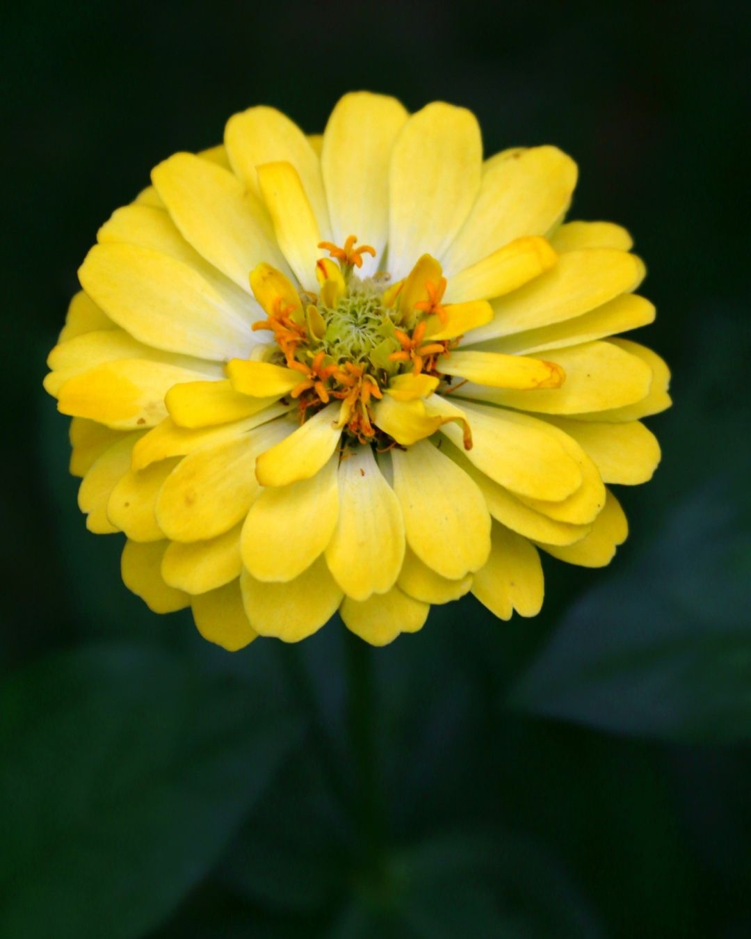 Semillas de Zinnia 'Liliput Doble' Rocalba