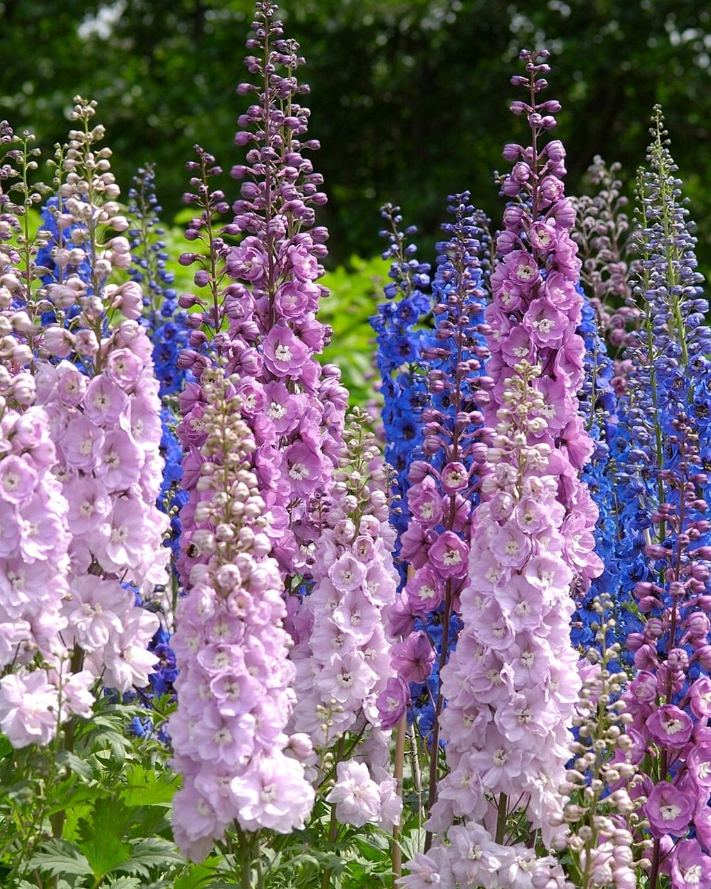 Semillas de Delphinium 'Imperial' (Espuela de Caballero o Pajarito) Rocalba