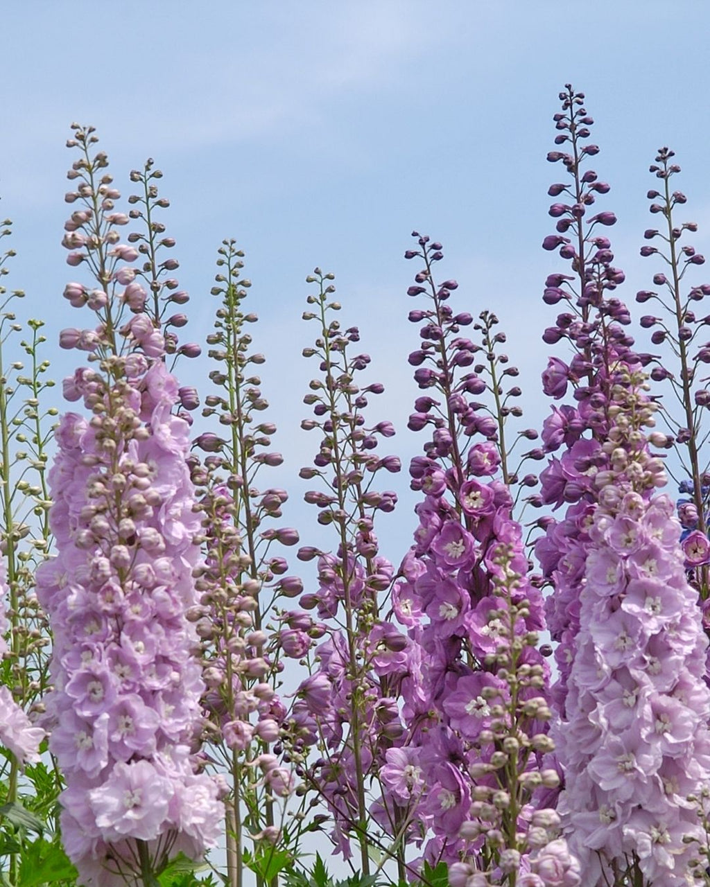 Semillas de Delphinium 'Imperial' (Espuela de Caballero o Pajarito) Rocalba