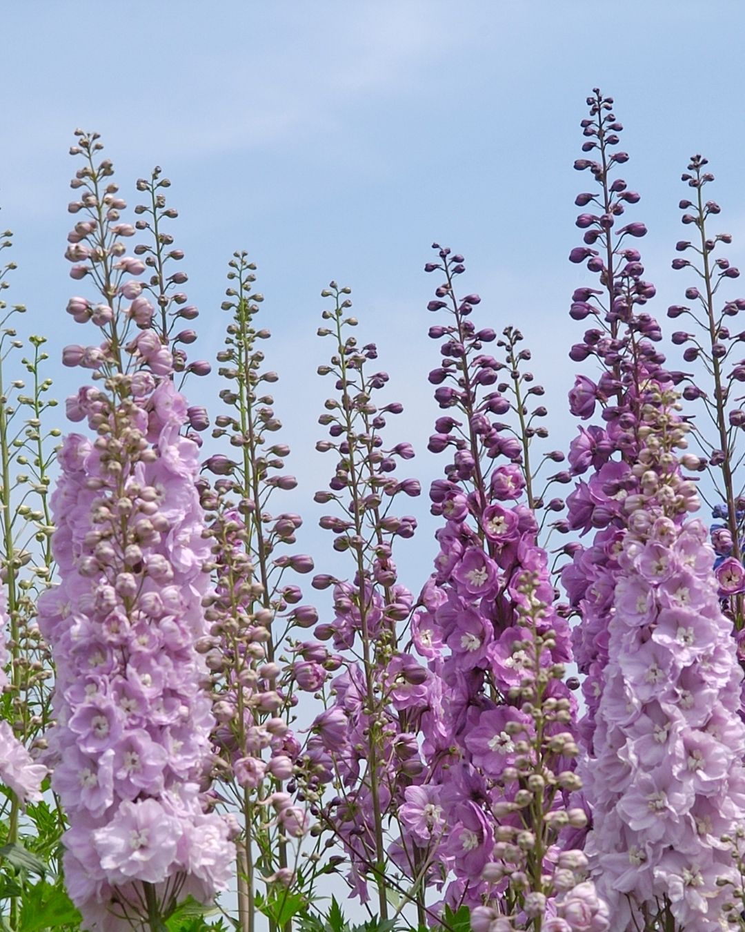 Semillas de Delphinium 'Imperial' (Espuela de Caballero o Pajarito) Rocalba