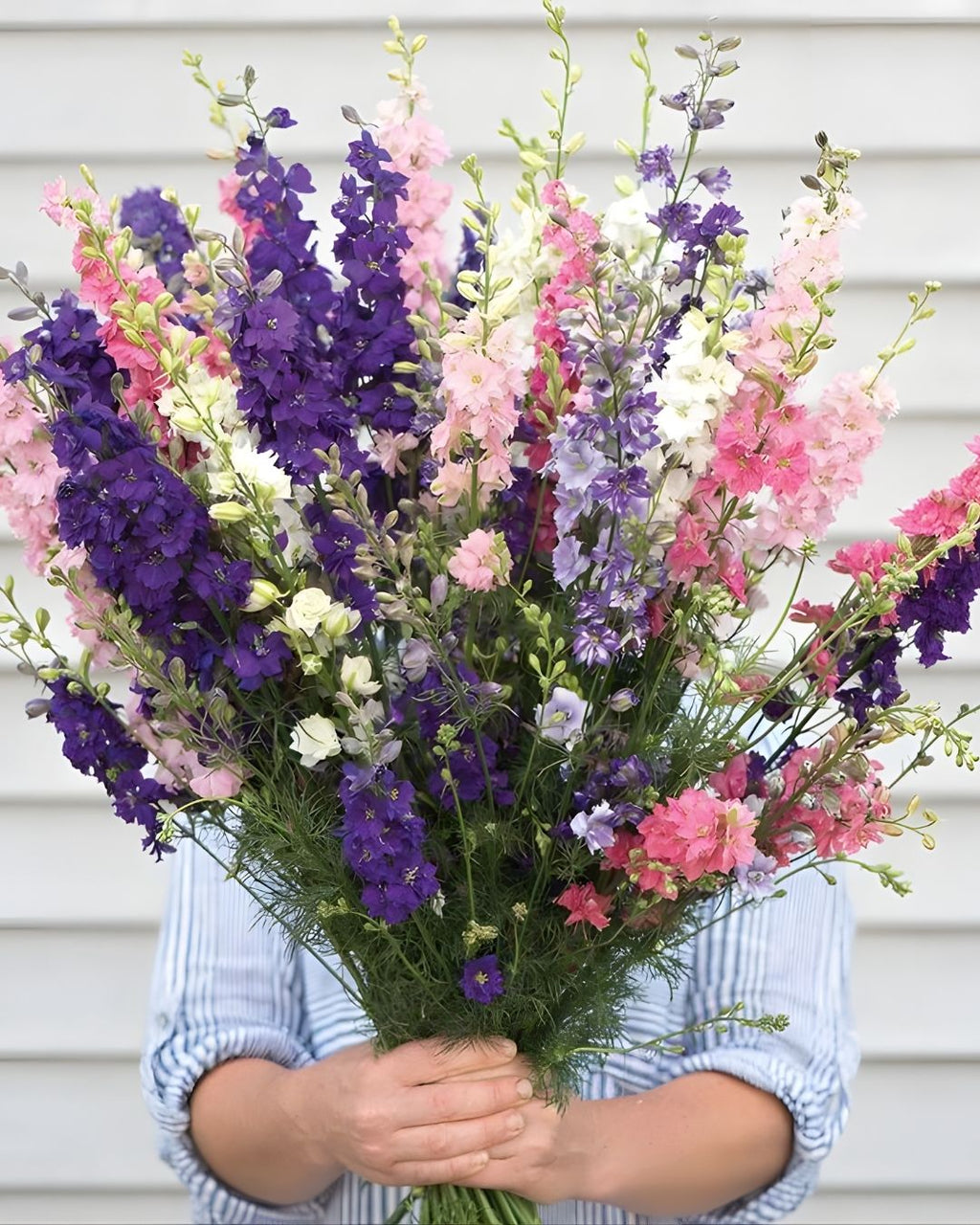 Semillas de Delphinium 'Imperial' (Espuela de Caballero o Pajarito) Rocalba