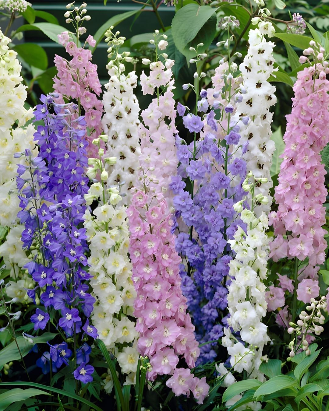 Semillas de Delphinium 'Imperial' (Espuela de Caballero o Pajarito) Rocalba