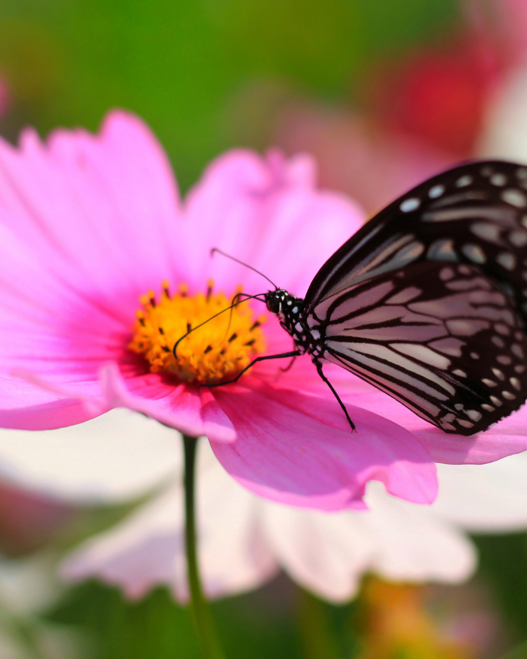 Semillas de Cosmos 'Sensation Rosa' Rocalba