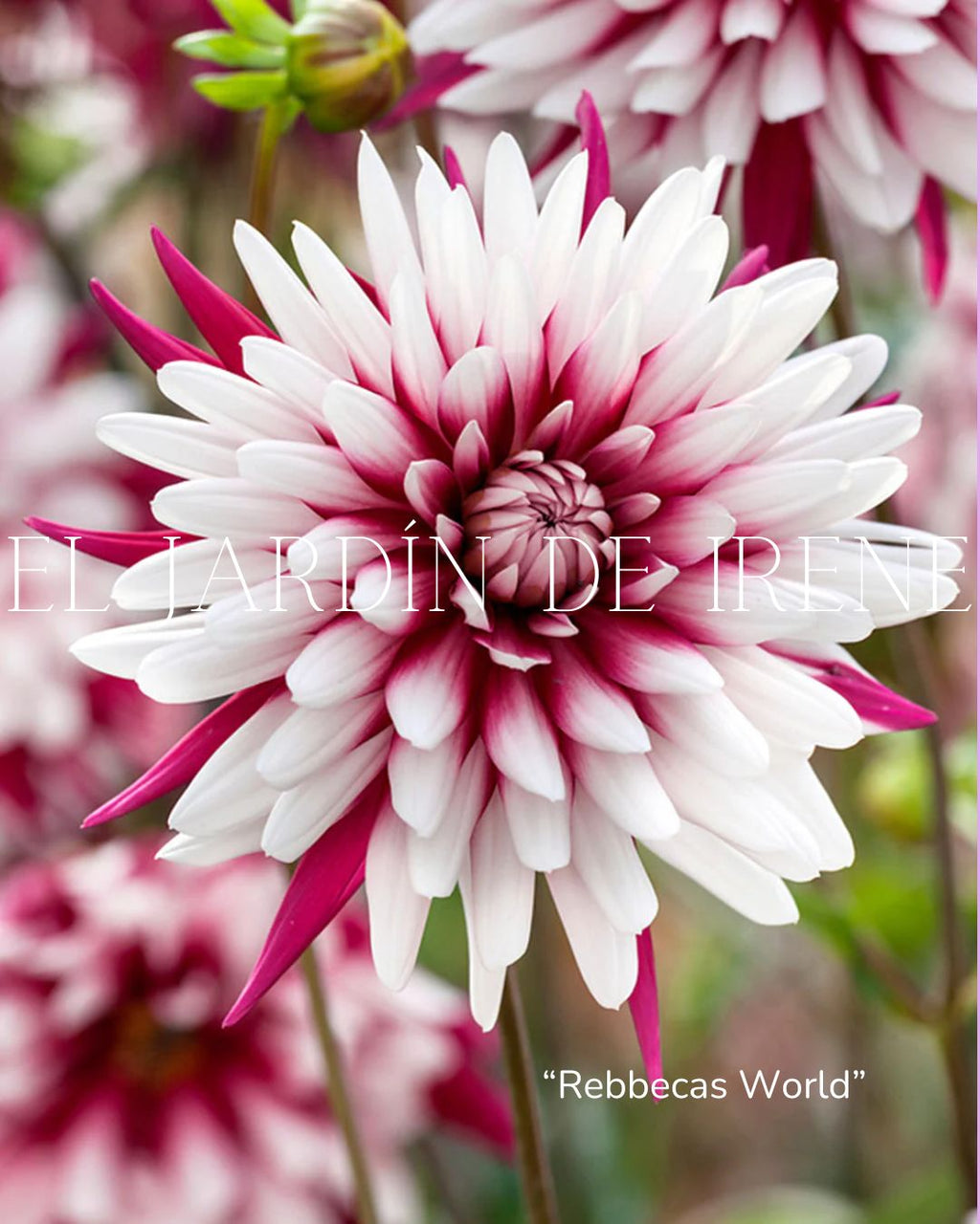 Bulbos de Dalias PREVENTA