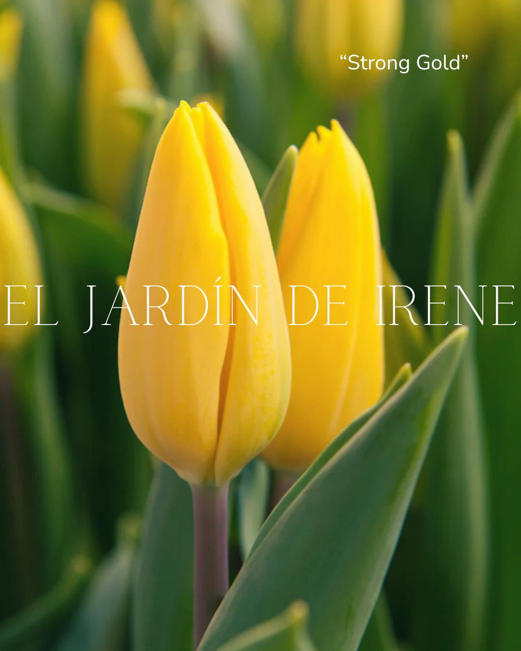 Bulbos de Tulipán PREVENTA