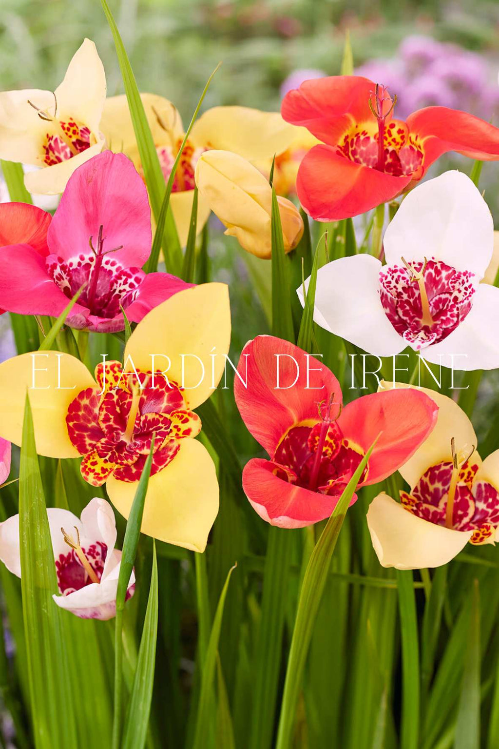 Bulbos de Tigridia