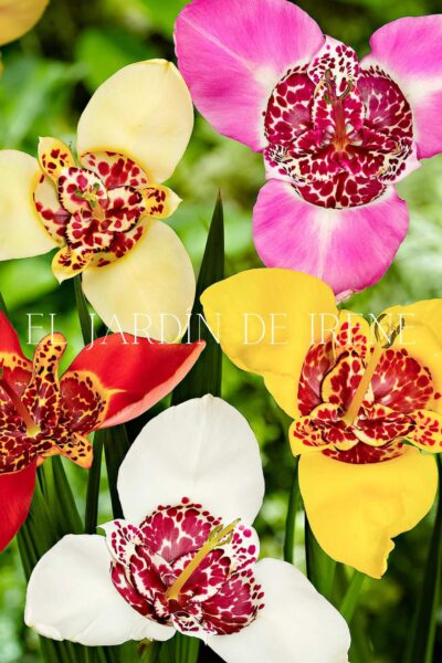 Bulbos de Tigridia