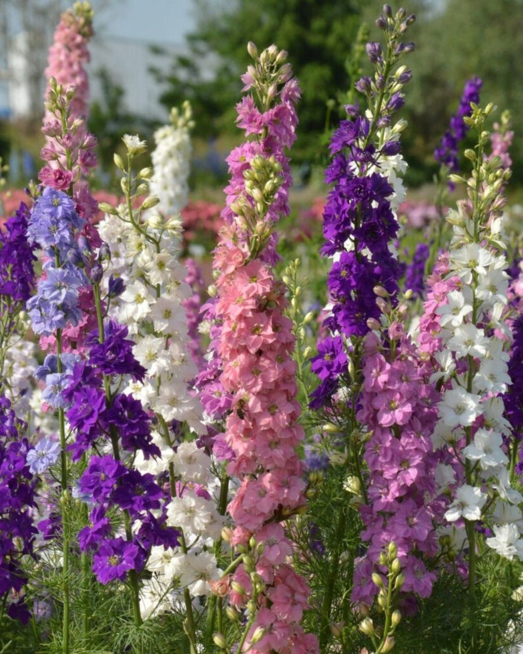 Semillas de Delphinium 'Imperial' (Espuela de Caballero o Pajarito) Rocalba
