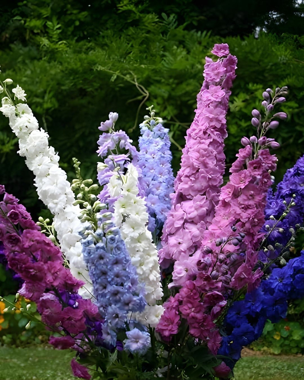 Semillas de Delphinium 'Imperial' (Espuela de Caballero o Pajarito) Rocalba