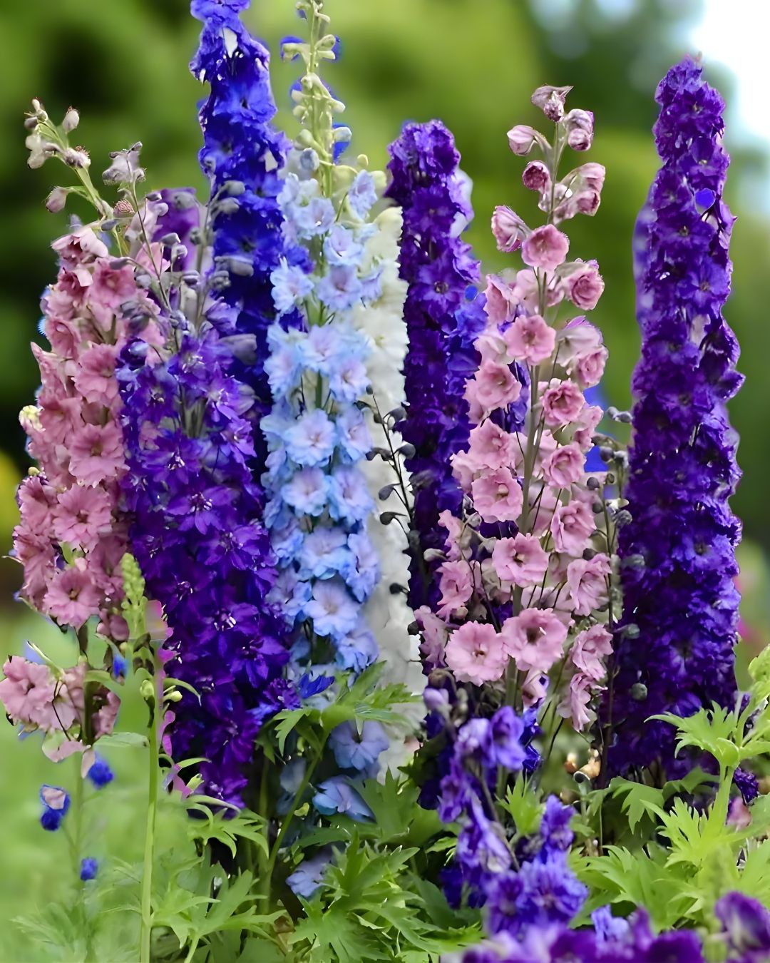 Semillas de Delphinium 'Imperial' (Espuela de Caballero o Pajarito) Rocalba