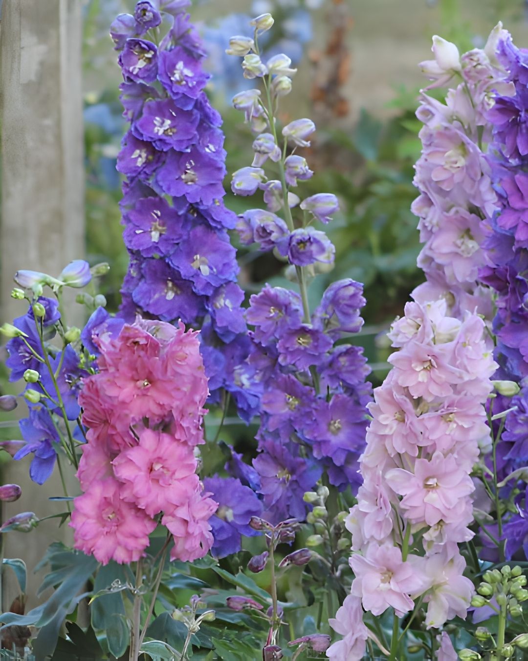 Semillas de Delphinium 'Imperial' (Espuela de Caballero o Pajarito) Rocalba
