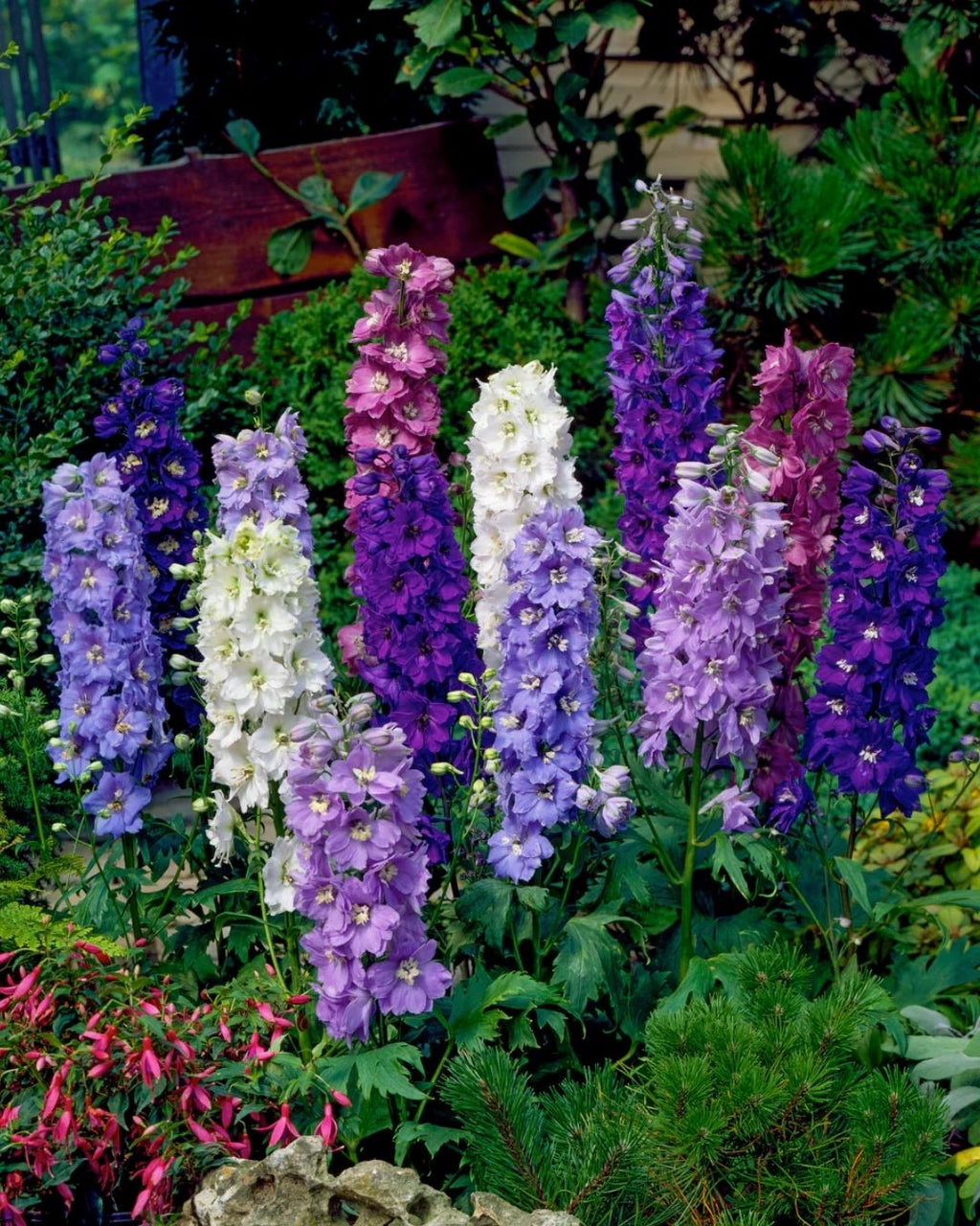 Semillas de Delphinium 'Imperial' (Espuela de Caballero o Pajarito) Rocalba
