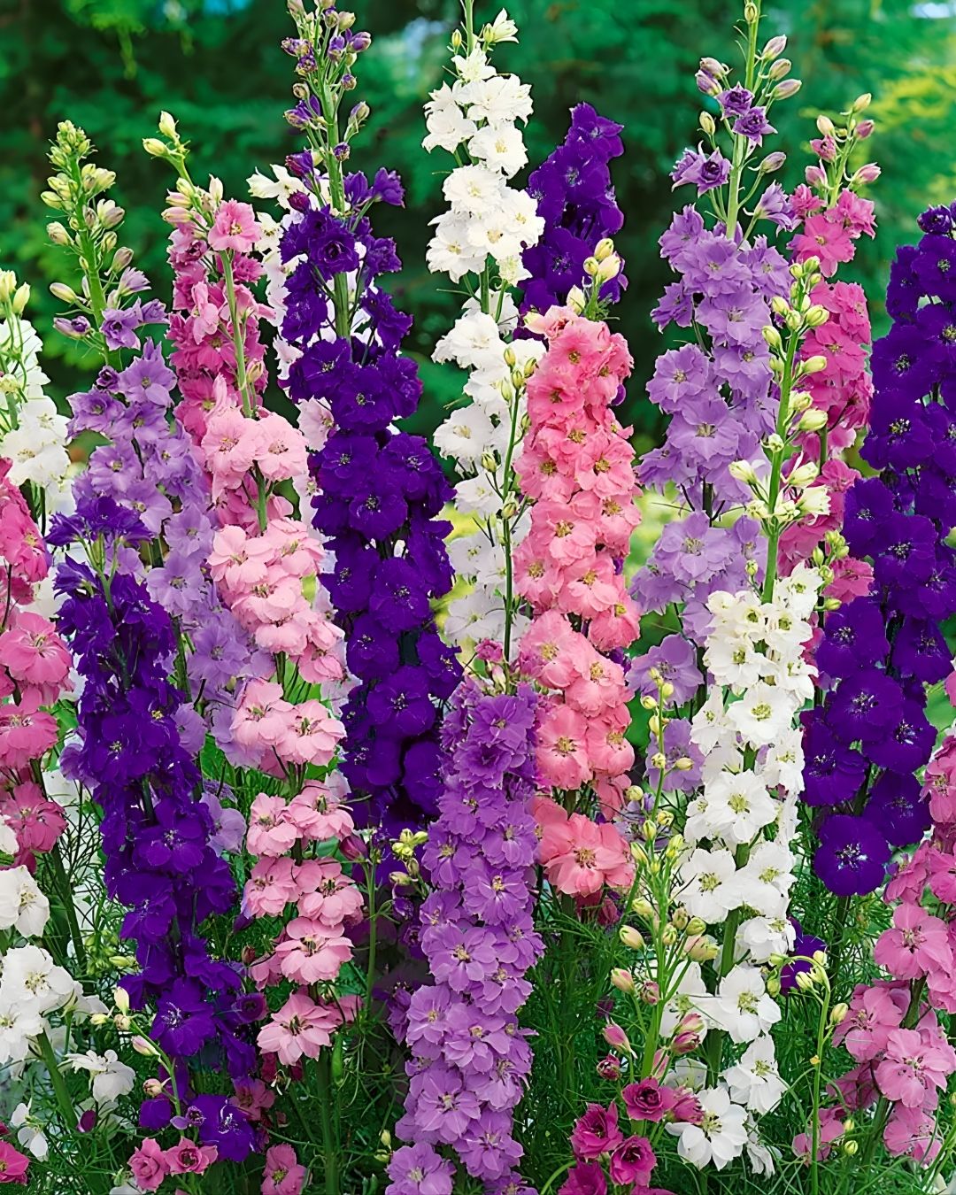 Semillas de Delphinium 'Imperial' (Espuela de Caballero o Pajarito) Rocalba