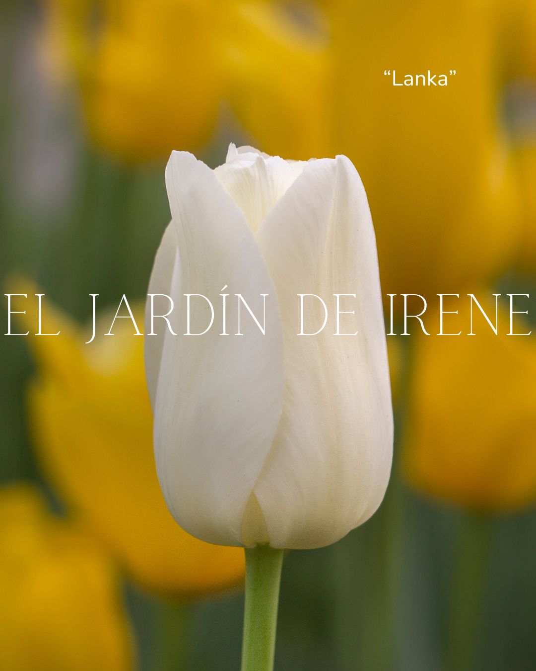 Bulbos de Tulipán PREVENTA