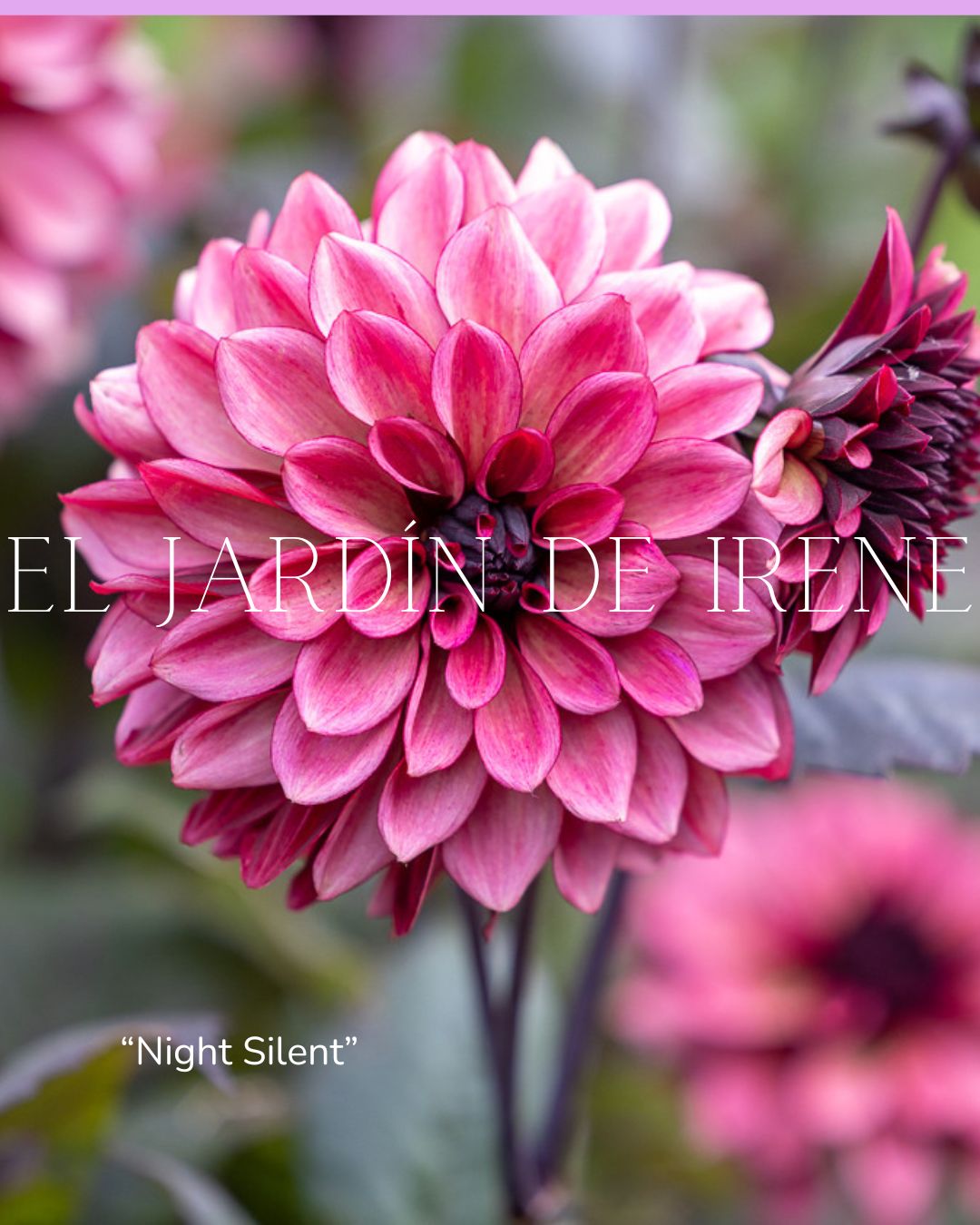 Bulbos de Dalias PREVENTA