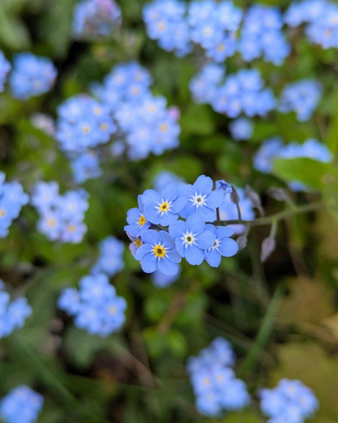 Semillas de Myosotis 'No me olvides' Rocalba
