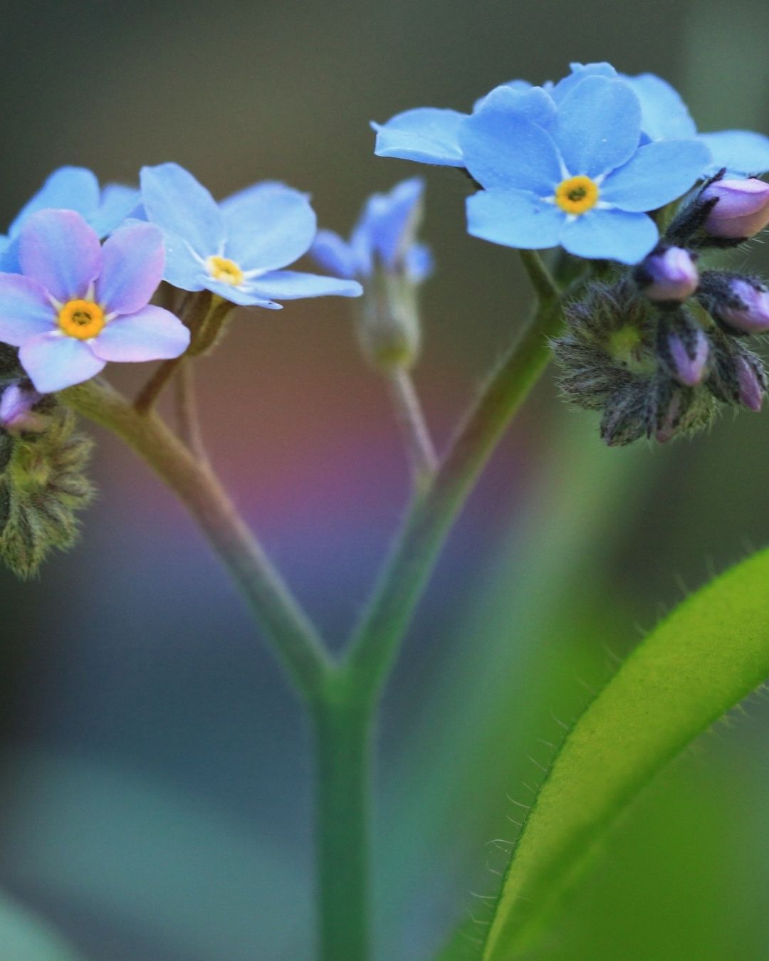 Semillas de Myosotis 'No me olvides' Rocalba