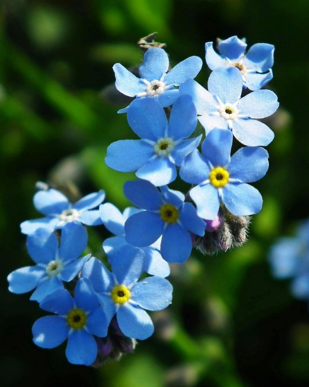 Semillas de Myosotis 'No me olvides' Rocalba