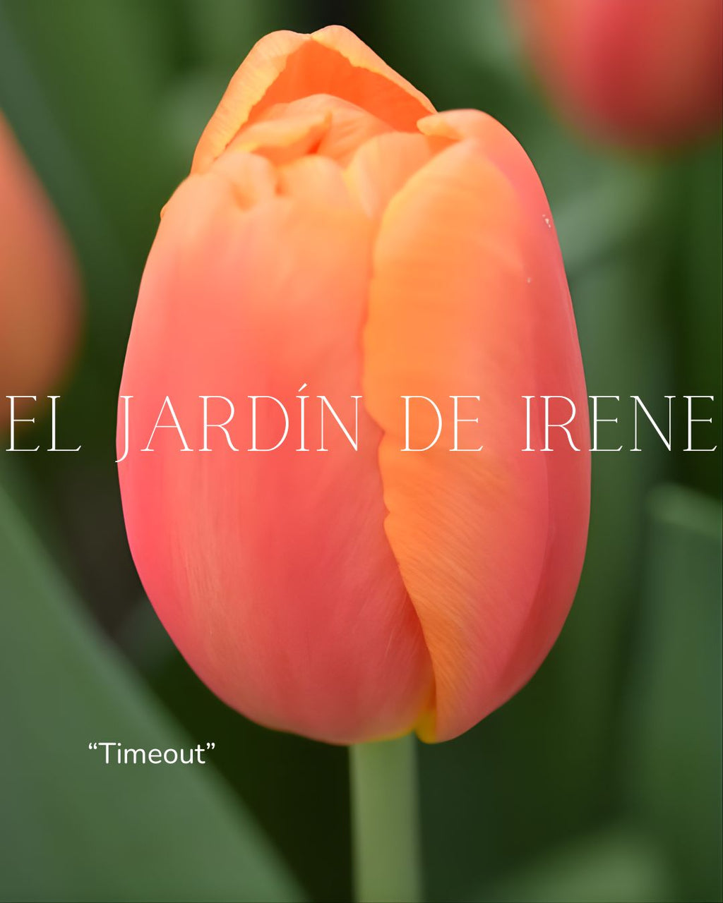 Bulbos de Tulipán PREVENTA