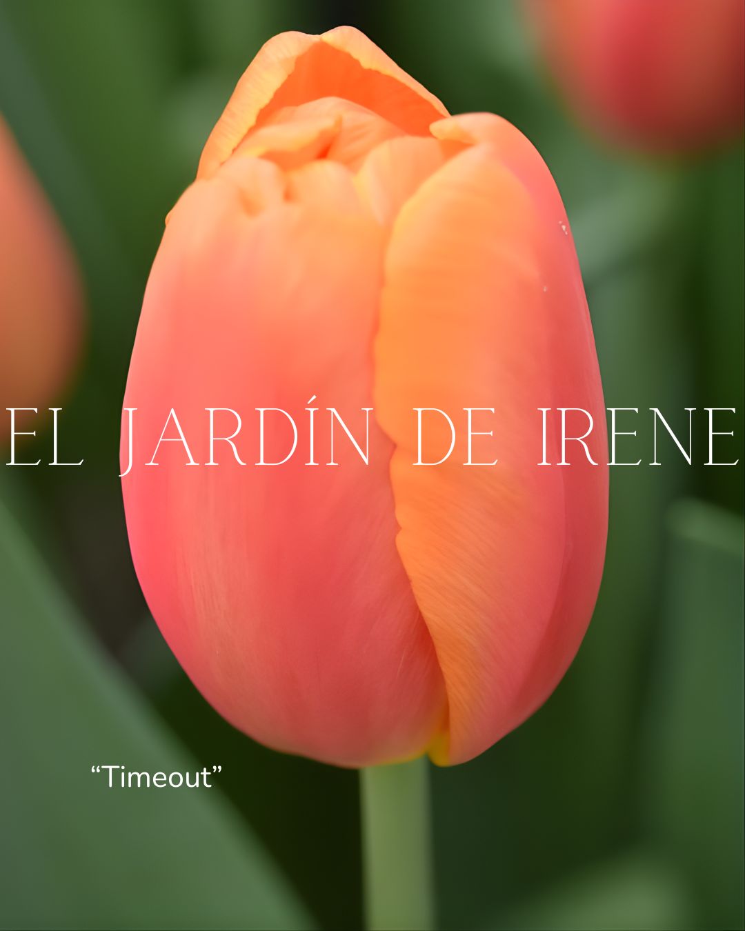 Bulbos de Tulipán PREVENTA