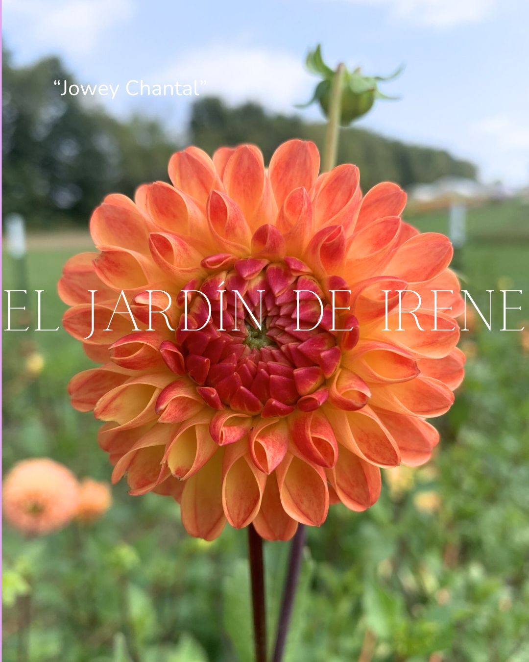 Bulbos de Dalias PREVENTA