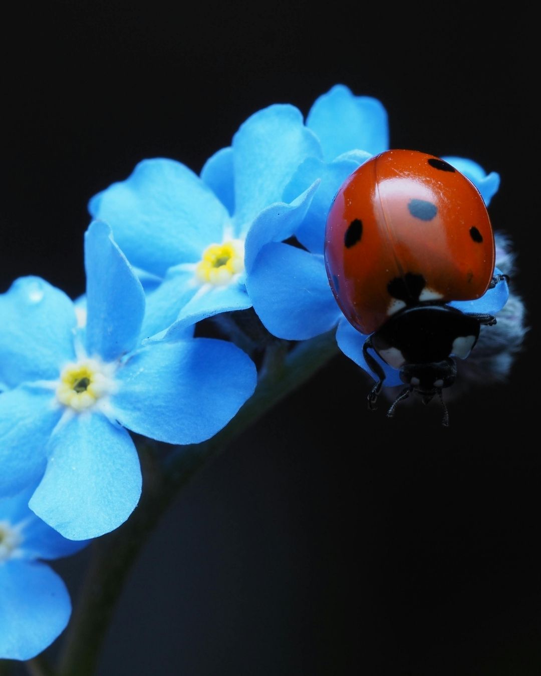 Semillas de Myosotis 'No me olvides' Rocalba