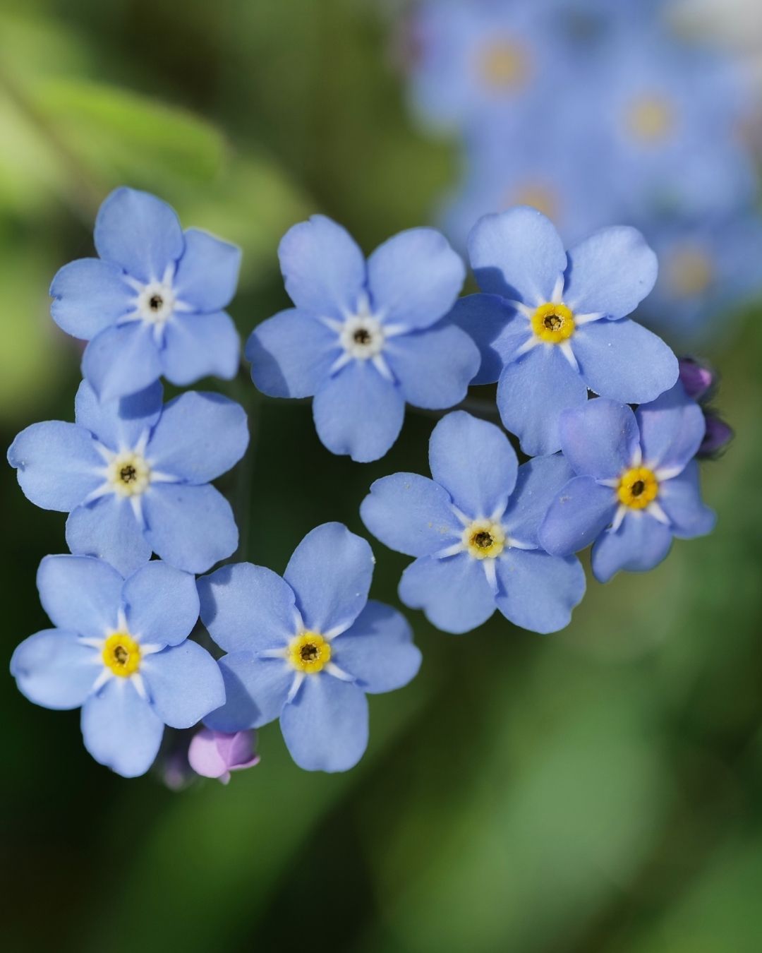Semillas de Myosotis 'No me olvides' Rocalba