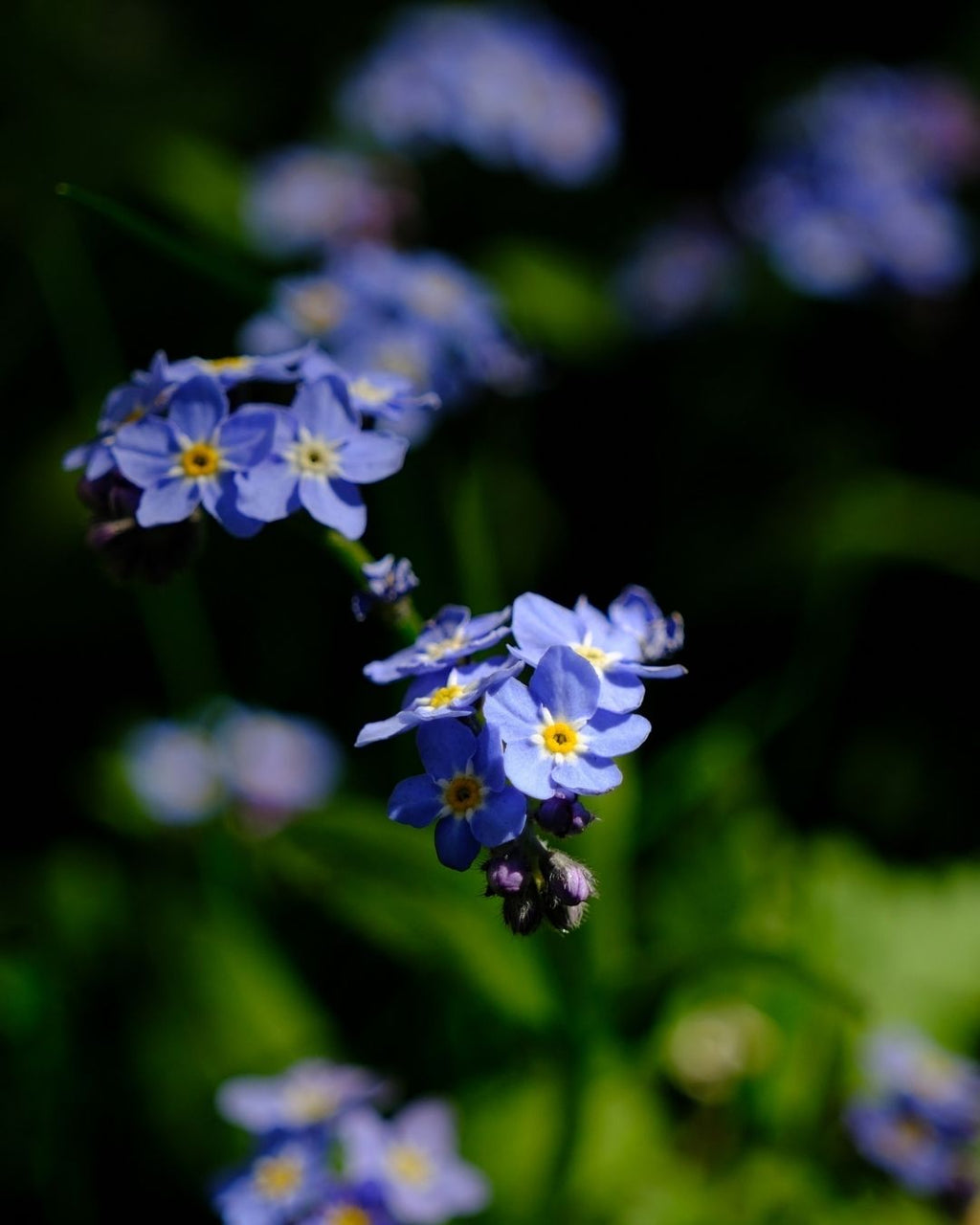 Semillas de Myosotis 'No me olvides' Rocalba