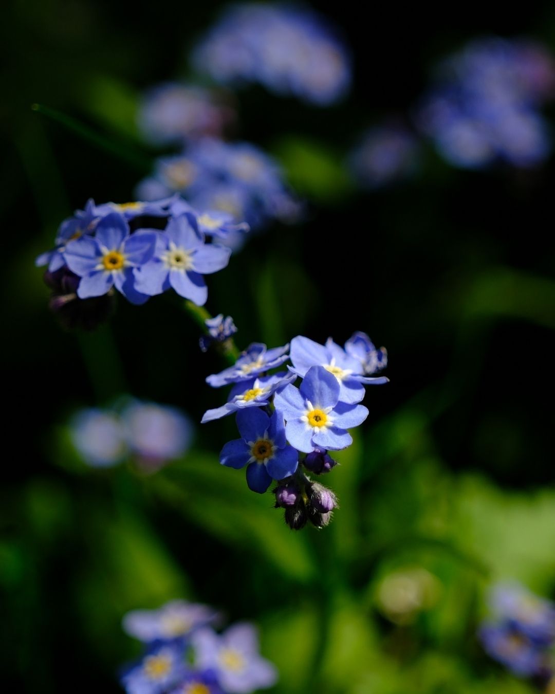 Semillas de Myosotis 'No me olvides' Rocalba